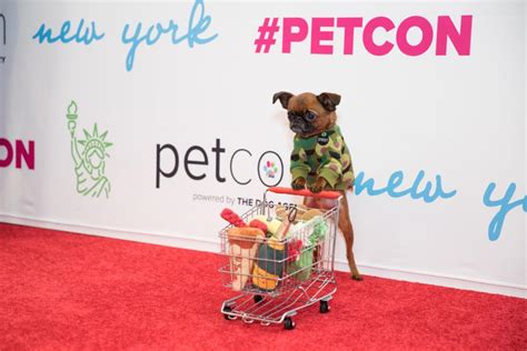 PetCon 2023 comes to Chicago, showcasing most famous pets in the world